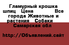 Гламурный крошка шпиц › Цена ­ 30 000 - Все города Животные и растения » Собаки   . Самарская обл.